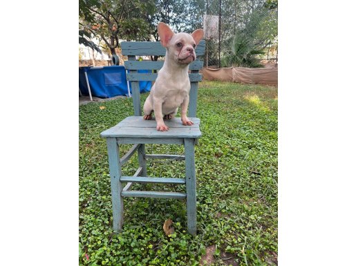 FRENCH BEBEKLERİMİZ