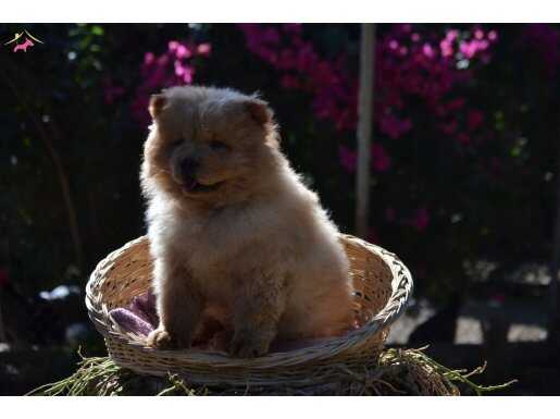 CHOW CHOW YAVRULARIMIZ