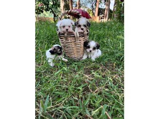 SHİT ZU YAVRULARIMIZ