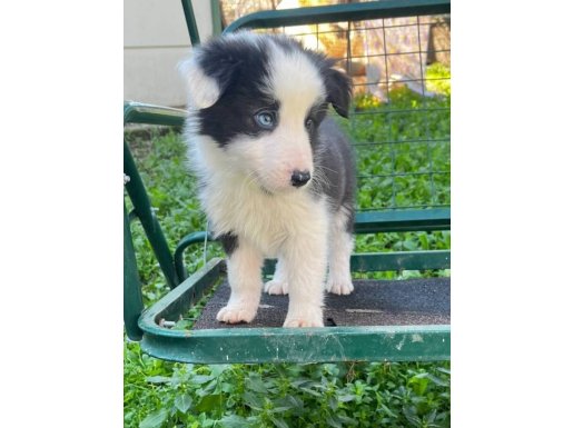 Maskeli Yüz Yapısına Sahip Border Collie Yavrularımız