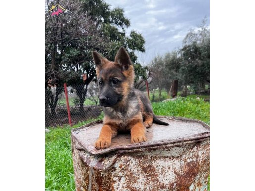 ŞHOW KALİTE ALMAN KURDU YAVRULARIMIZ