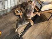 Renk Renk French Bulldog Yavrularımız Hazır
