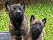 YAVRU PİRANALARIMIZ HAZIR