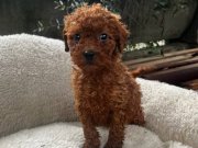 TOY POODLE YAVRULARIMIZ 