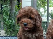 Renk renk Maltipoo Yavrularımız