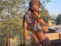 KİNG KIZIL DOBERMAN YAVRULARIMIZ