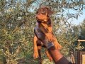 KİNG KIZIL DOBERMAN YAVRULARIMIZ