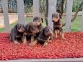 KİNG KIZIL DOBERMAN YAVRULARIMIZ