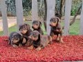KİNG KIZIL DOBERMAN YAVRULARIMIZ