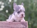 HER RENK HER TÜRDE FRENCH BULLDOG MEVCUTTUR