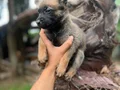 ŞHOW KALİTE BElÇİKA KURDU YAVRULARIMIZ HAZIR