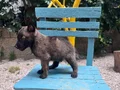 ŞHOW KALİTE BElÇİKA KURDU YAVRULARIMIZ HAZIR