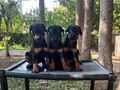 KIZIL VE SİYAH KİNG DOBERMANLARIMIZ