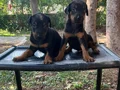 KIZIL VE SİYAH KİNG DOBERMANLARIMIZ
