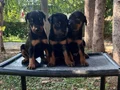 KIZIL VE SİYAH KİNG DOBERMANLARIMIZ