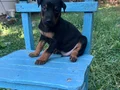 KIZIL VE SİYAH KİNG DOBERMANLARIMIZ