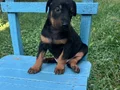 KIZIL VE SİYAH KİNG DOBERMANLARIMIZ
