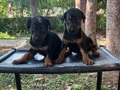 KIZIL VE SİYAH KİNG DOBERMANLARIMIZ