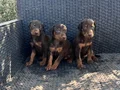 KIZIL VE SİYAH KİNG DOBERMANLARIMIZ