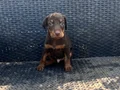 KIZIL VE SİYAH KİNG DOBERMANLARIMIZ