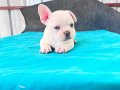 FRENCH BULLDOG YAVRULARIMIZ