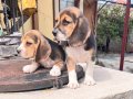 BEAGLE YAVRULARIMIZ