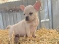 FRENCH BULLDOG YAVRULARIMIZ 