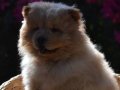CHOW CHOW YAVRULARIMIZ
