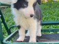 Maskeli Yüz Yapısına Sahip Border Collie Yavrularımız