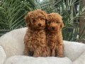 Kıvırcık Tüy Yapılı Toy Poodle Yavruları