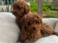 Kıvırcık Tüy Yapılı Toy Poodle Yavruları