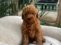 Kıvırcık Tüy Yapılı Toy Poodle Yavruları