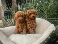 Kıvırcık Tüy Yapılı Toy Poodle Yavruları