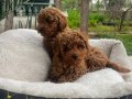 Kıvırcık Tüy Yapılı Toy Poodle Yavruları