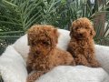 Kıvırcık Tüy Yapılı Toy Poodle Yavruları