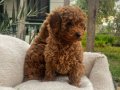 Kıvırcık Tüy Yapılı Toy Poodle Yavruları