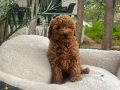 Kıvırcık Tüy Yapılı Toy Poodle Yavruları