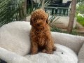 Kıvırcık Tüy Yapılı Toy Poodle Yavruları