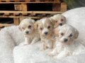 Yaşam Alanınıza Neşe Katacak Kore Maltipoo Yavruları