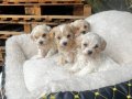 Yaşam Alanınıza Neşe Katacak Kore Maltipoo Yavruları