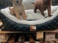 TOY POODLE YAVRULARIMIZ 