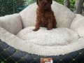 TOY POODLE YAVRULARIMIZ 