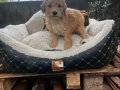 TOY POODLE YAVRULARIMIZ 