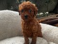 TOY POODLE YAVRULARIMIZ 