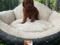 TOY POODLE YAVRULARIMIZ 