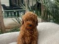 TOY POODLE YAVRULARIMIZ 