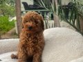 TOY POODLE YAVRULARIMIZ 