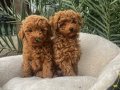 TOY POODLE YAVRULARIMIZ 