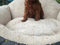 TOY POODLE YAVRULARIMIZ 