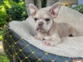 FRENCH BULLDOG YAVRULARIMIZ 